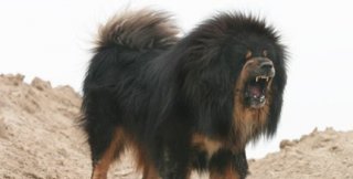 Собака - монгольская, цепь - китайская
