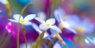 Чтобы видеть внутреннюю красоту другого, надо самому быть внутренне красивым