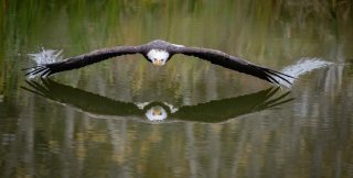 Крылья всегда рождают крылья