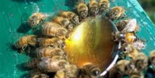 Представьте себе пчелу, прилетевшую на запах мёда и севшую на него...