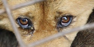 Животное - живое существо, а не вещь!