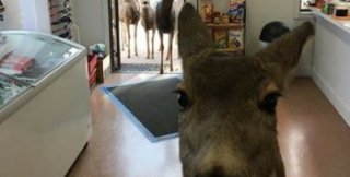 Олениха ушла из магазина с шоколадкой и вернулась с другими оленями