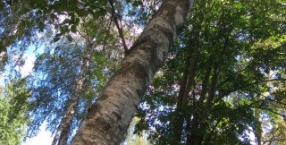 Ветка, которая сама по себе