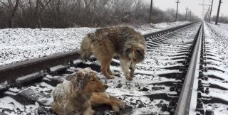 Пёс два дня не покидал травмированную подругу
