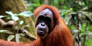 © Lana Priatna globallookpress.com