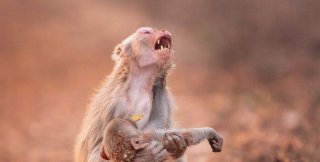Плач обезьяны над «умершим» детёнышем