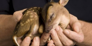 Олень Яша на войне