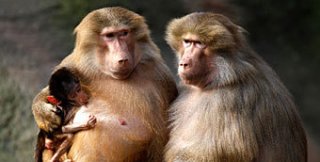 Иерархические отношения бабуинов 
