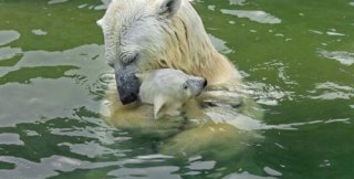 Мы для животных примерно то же, что Бог для нас