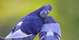 Убит за отказ уничтожить своих голубей