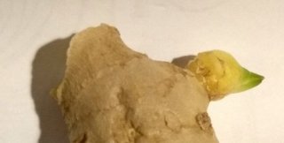 Имбирь-птенчик