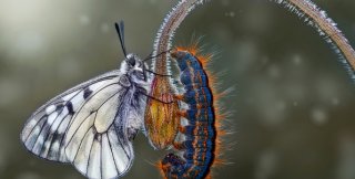 Бабочка никогда не сумеет сказать: «я - гусеница».