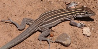 Хвост ящерицы