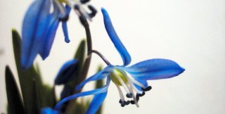 Хорошо быть клумбой, по которой топчутся ноги Господни