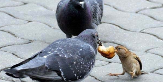 Шведский стол по-голубиному