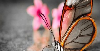 Бабочка Greta oto с прозрачными крыльями