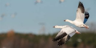 Белые гуси летят над равниной зелёной,