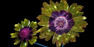 Крейг Берроуз. Фотографии цветов в ультрафиолетовых лучах