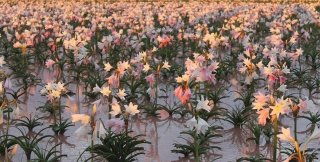 Цветение пустынных лилий Сандхоф