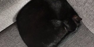Чёрный квадрат... Кота