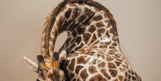 Невероятный керамический жираф Ника Макмена