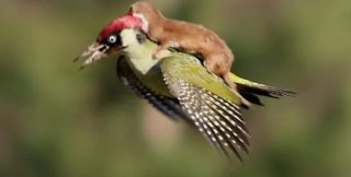 Ласка летит верхом на дятле! 