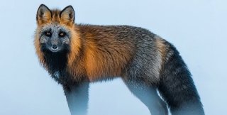 Лиса-крестовка - необычная цветовая вариация рыжей лисицы